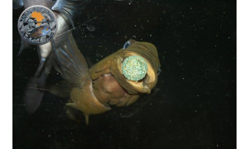 Petrochromis Tropheus Becken